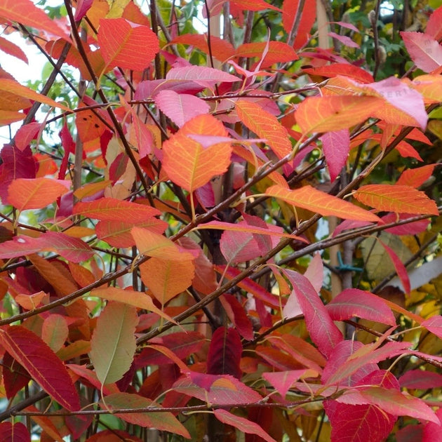 Autumn foliage on Amelanchier 'Robin Hill'