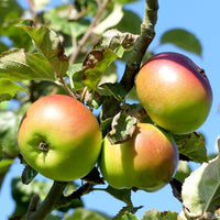 Annie Elizabeth Apple tree