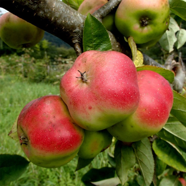 Apistar Apple tree