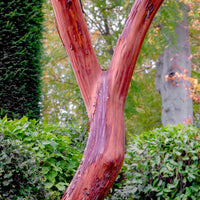 Arbutus 'Marina' Tree