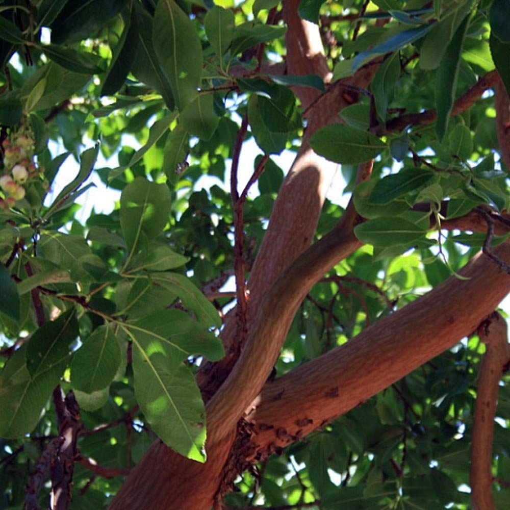 Arbutus 'Marina' tree