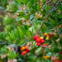 Arbutus unedo branch with leaves, fruits and flowers