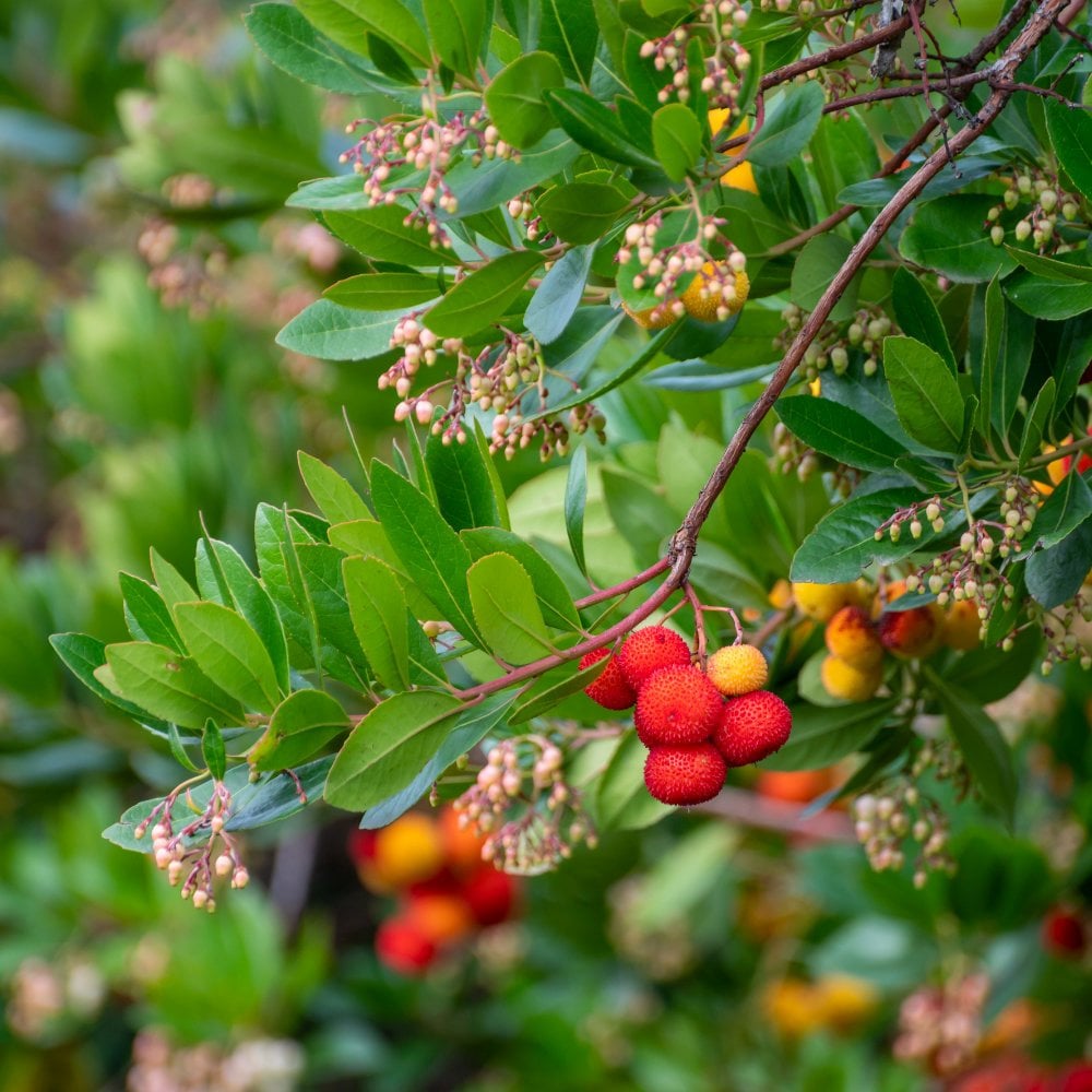 Arbutus unedo branch with leaves, fruits and flowers