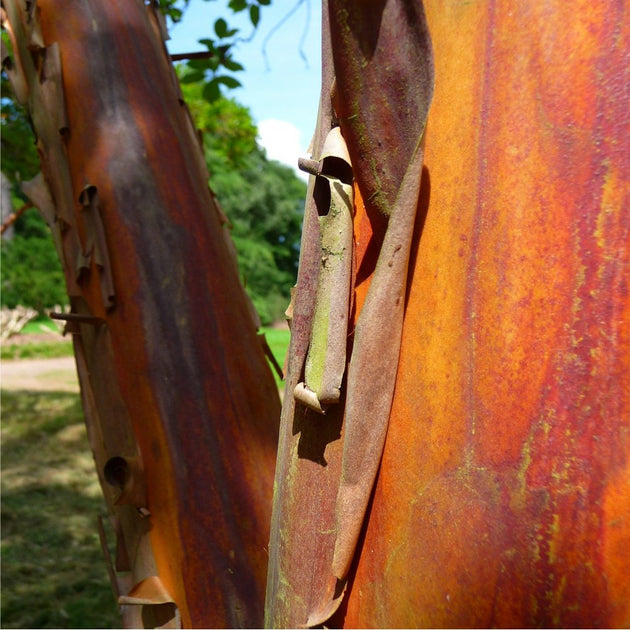 Arbutus unedo bark