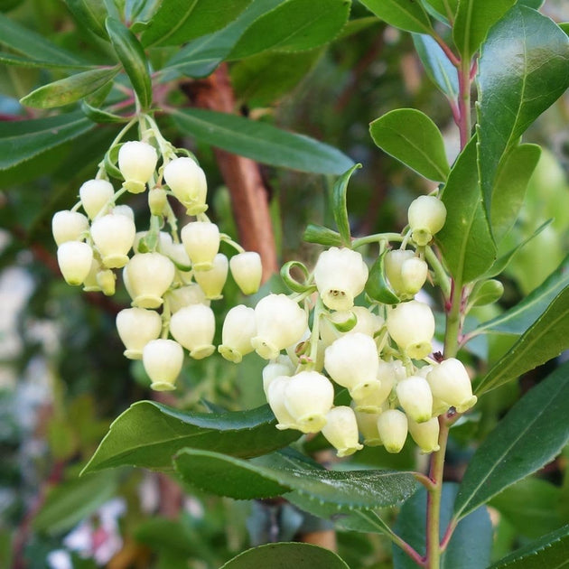 Arbutus unedo Strawberry tree flowers