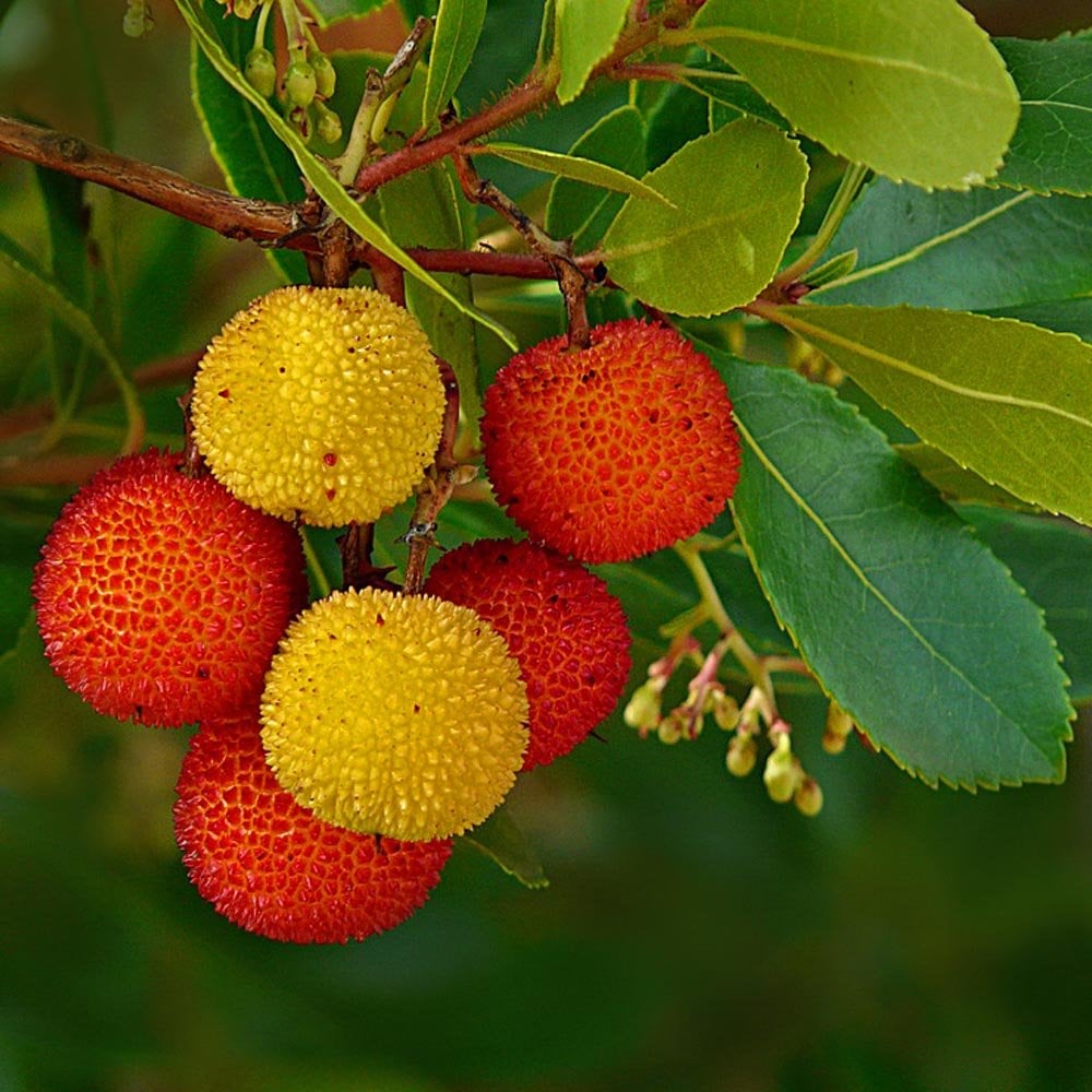 Arbutus unedo Strawberry tree