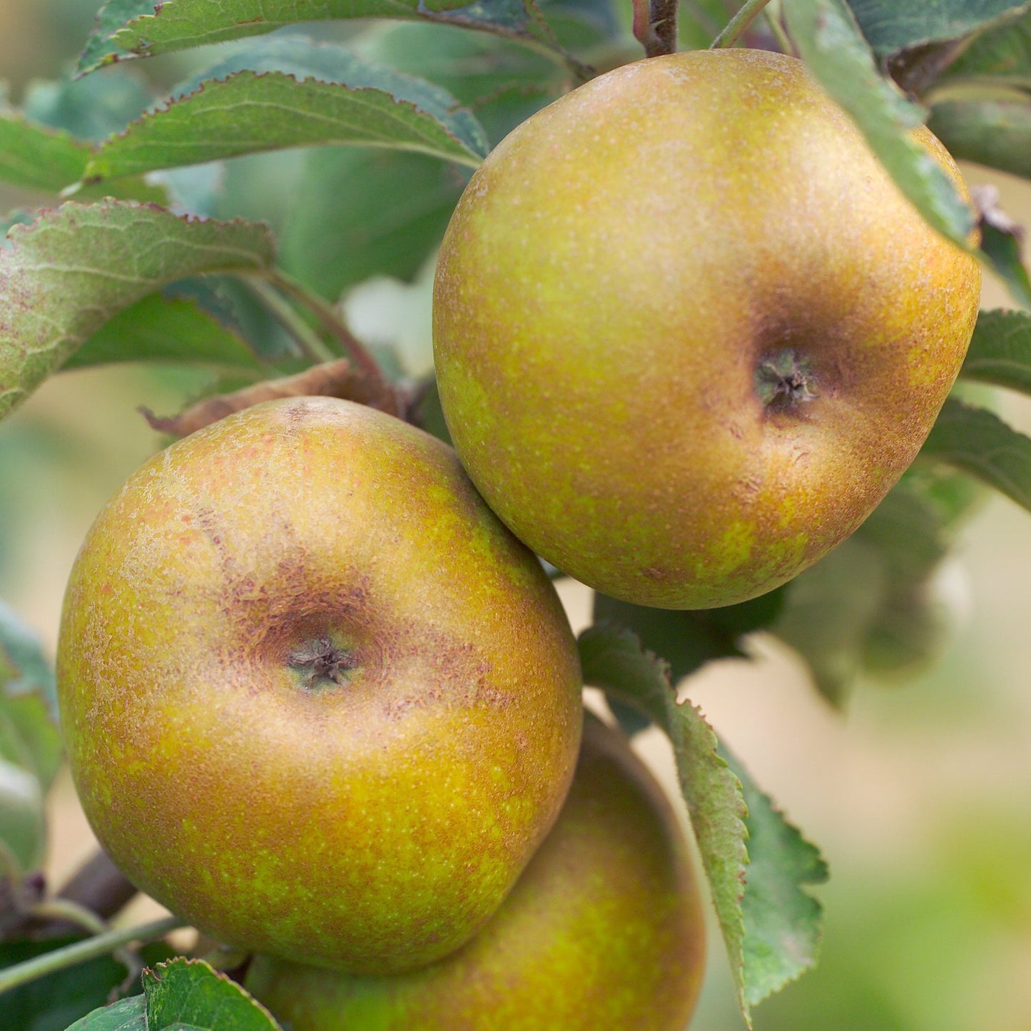 Ashmeads Kernel apple tree