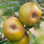 Ashmeads Kernel apple tree