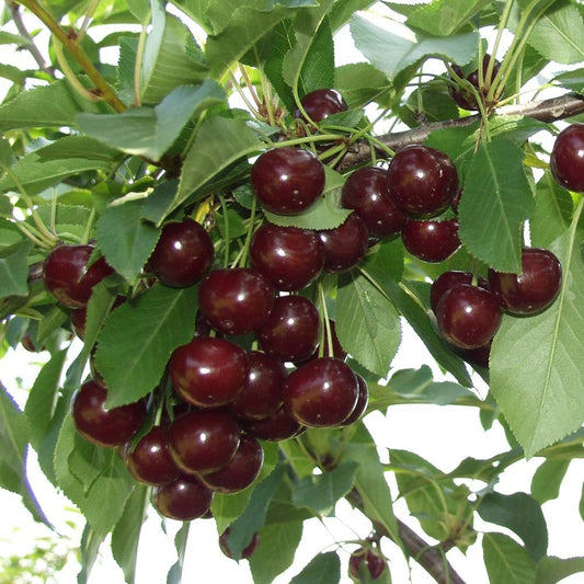 Prunus avium Athos Cherry tree