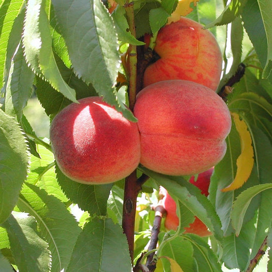 Avalon Pride Peach tree