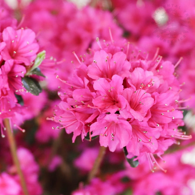 Azalea 'Amoena' dark pink flowers