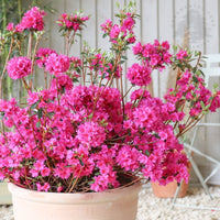 Azalea 'Amoena'