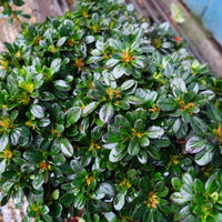 Azalea 'Anne Frank' evergreen leaves