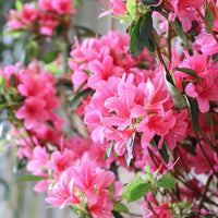 Azalea 'Anne Frank' pink flowers