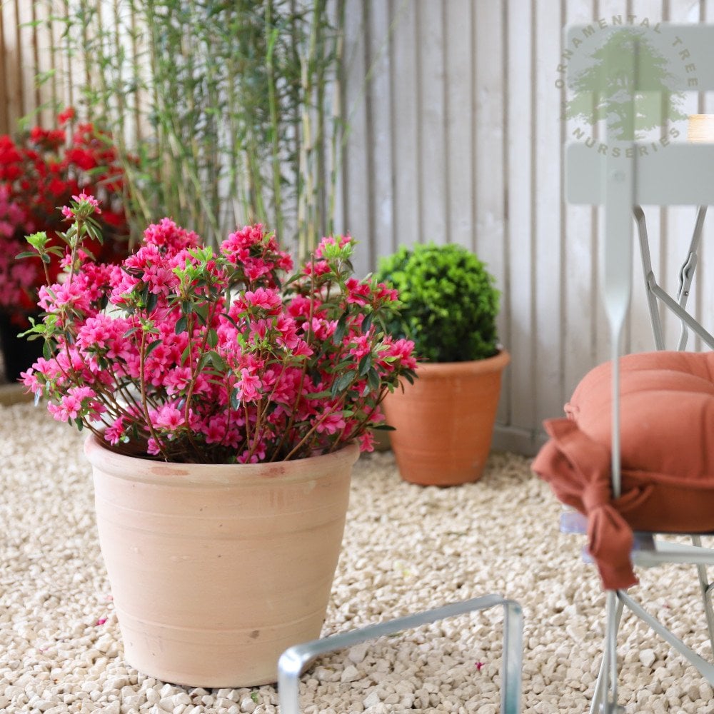 Azalea 'Anne Frank' shrub in a pot