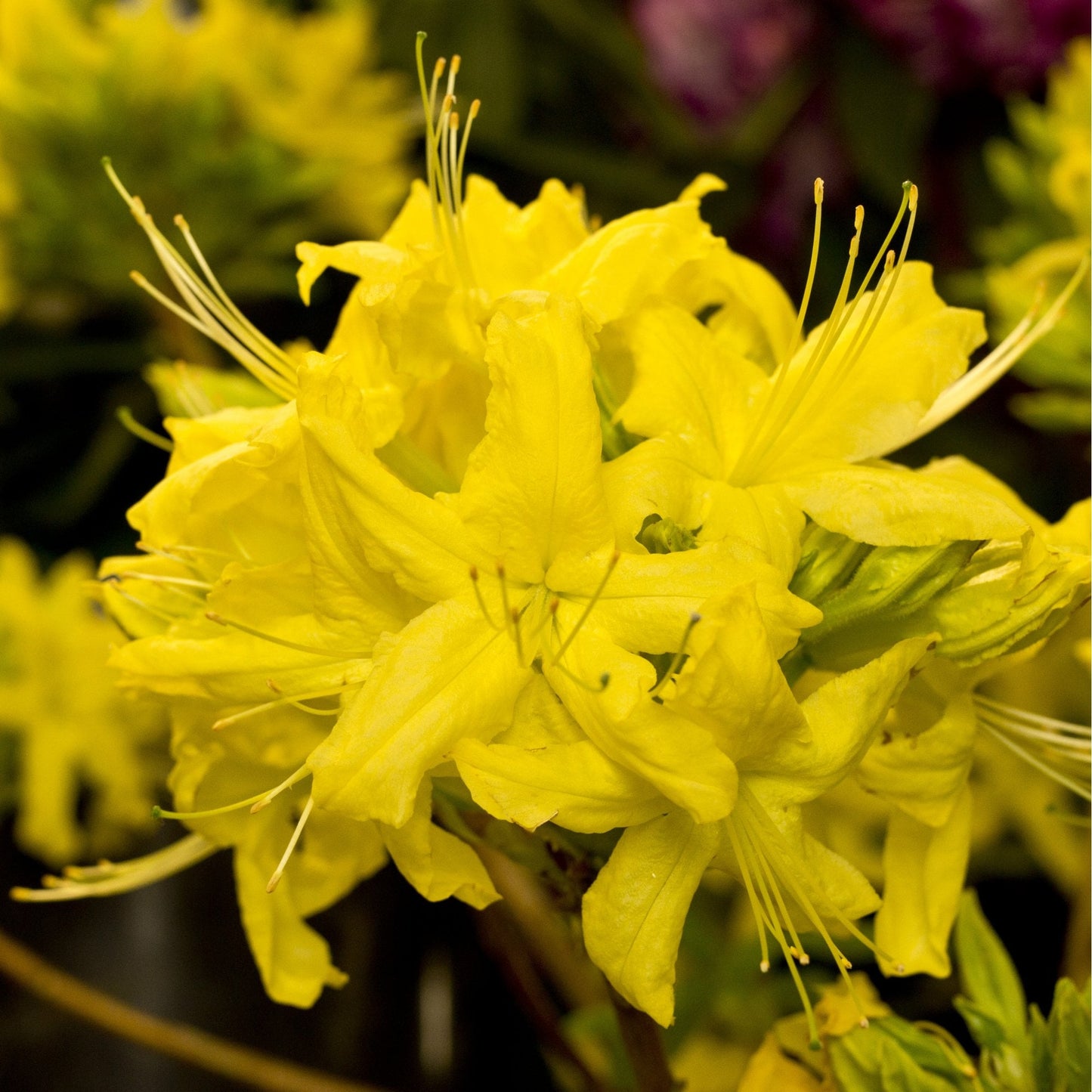 Azalea 'Anneke' Shrub