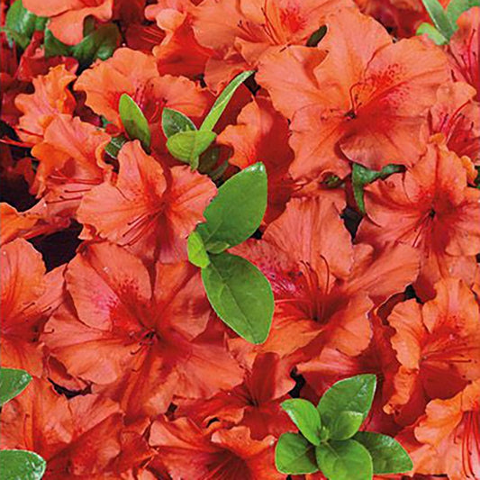 Azalea 'Brilliant Orange'