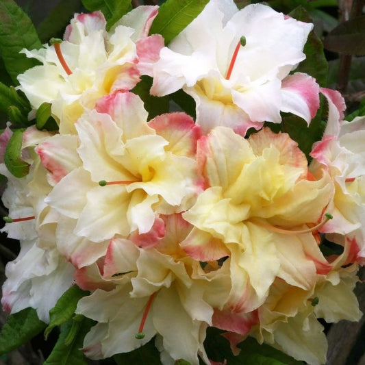 Azalea 'Cannon's Doubles'