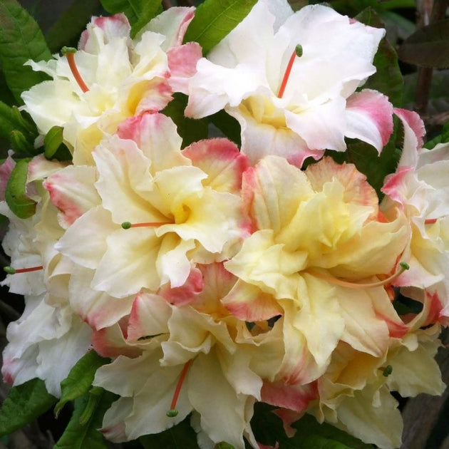 Azalea 'Cannon's Doubles'