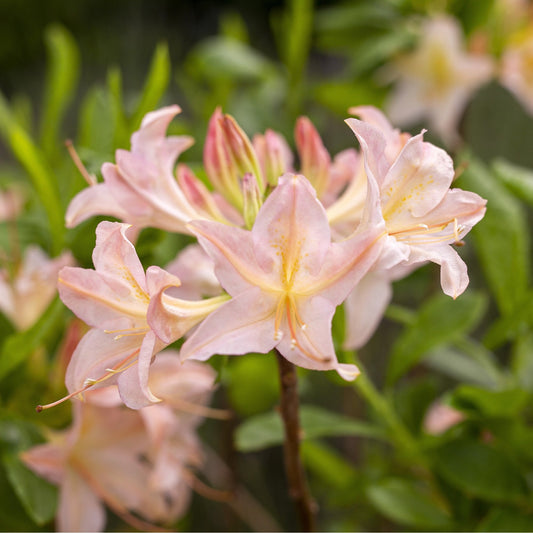 Azalea 'Chanel' Shrub