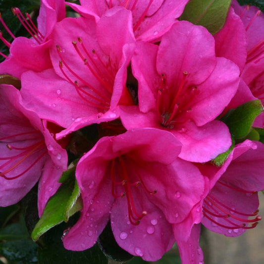 Azalea 'Corany' Shrub