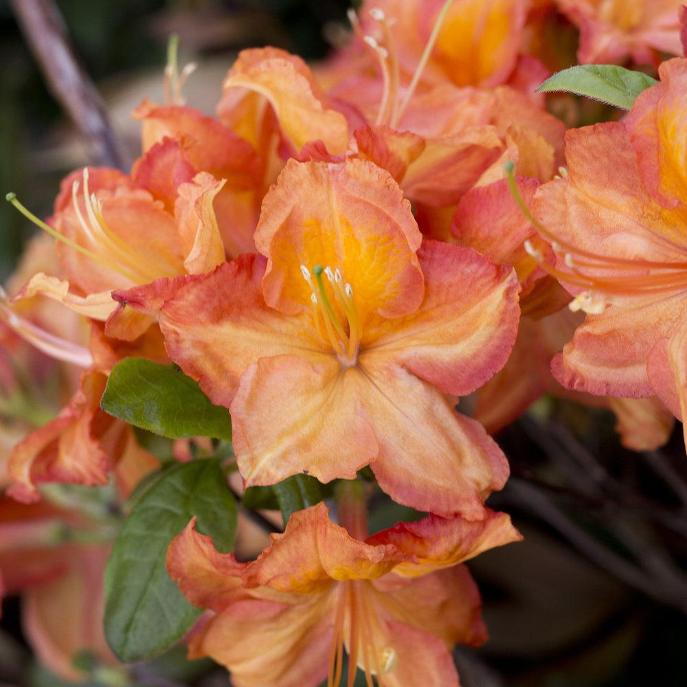 Azalea 'Fireworks'