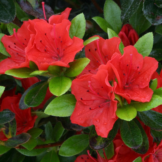 Azalea Geisha Orange Shrub