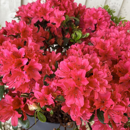 Azalea Geisha Red