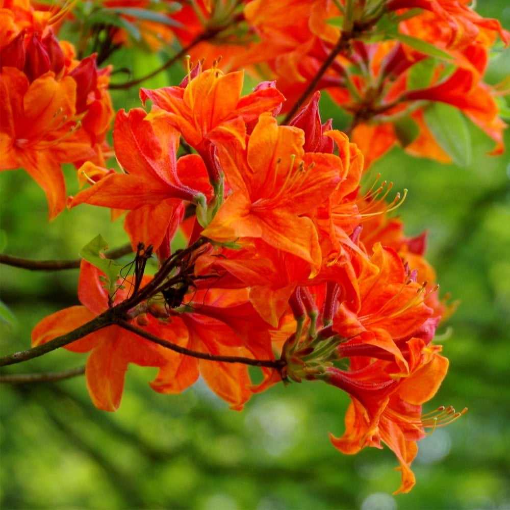 Azalea 'Golden Eagle' shrub