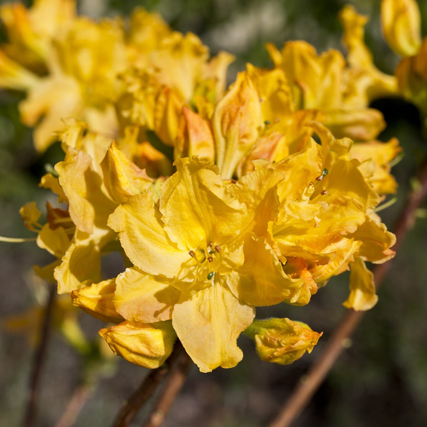 Azalea 'Golden Lights'