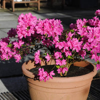 Azalea Kermesina