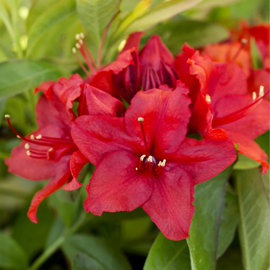 Azalea 'Nabucco' Shrub