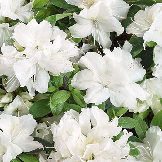 Azalea 'Pleasant White'