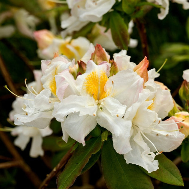 Azalea 'Silver Slipper'