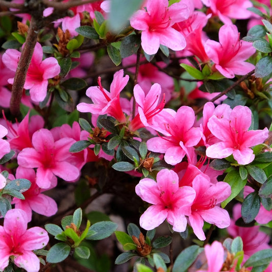 Azalea 'Silvester'