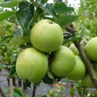 Bardsey Apple tree