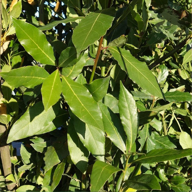 Bay Laurel leaves