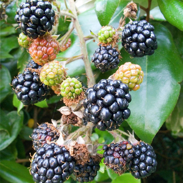 Bedford Giant blackberries