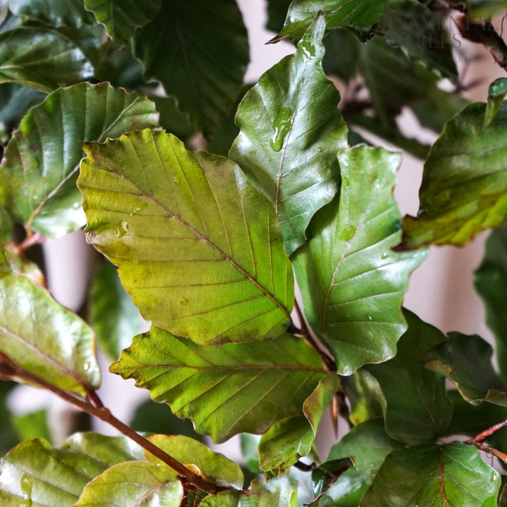 Fagus sylvatica 'Atropunicea' purple Beech leaves