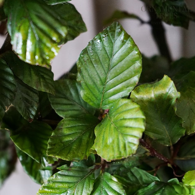 Fagus Beech leaves