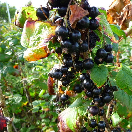 Ben Connan Blackcurrant