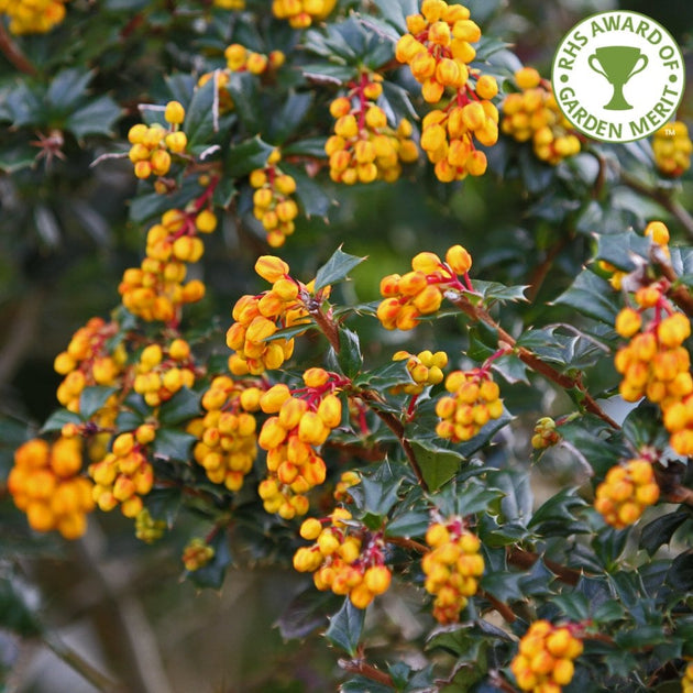 Darwin's Barberry hedging