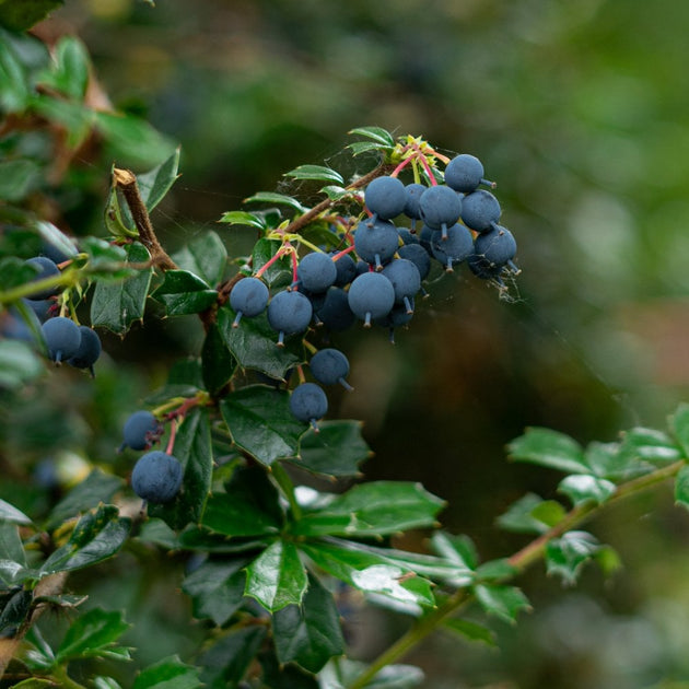 Darwin's Barberry Hedging