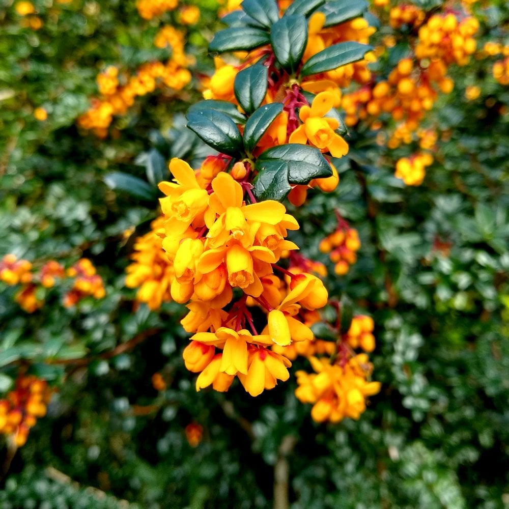 Berberis darwinii