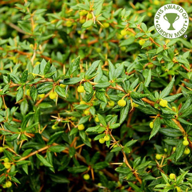 Berberis frikartii 'Amstelveen'