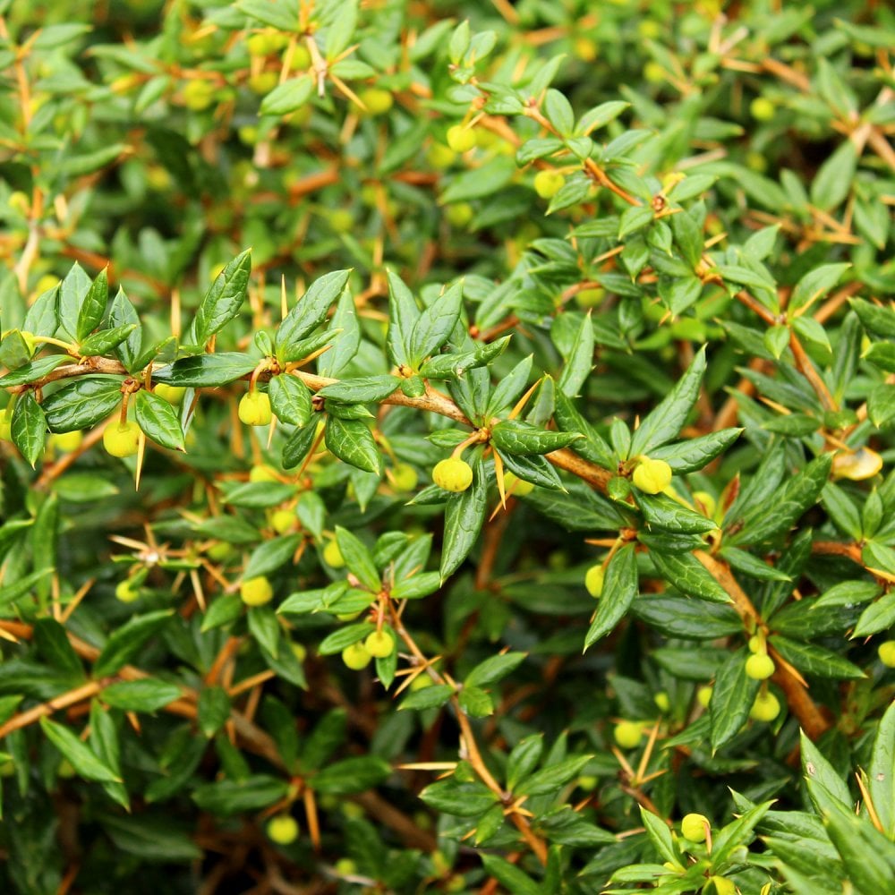 evergreen yellow flower barberry shrub