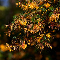 Berberis Apricot Queen