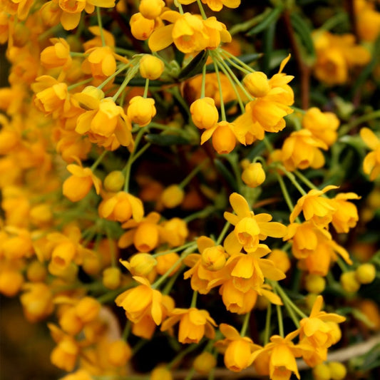 Berberis stenophylla