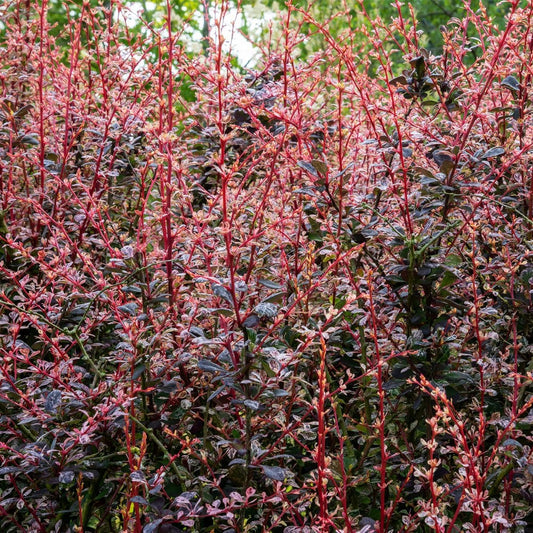 Purple Barberry hedging