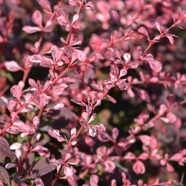 Berberis thunbergii 'Harlequin'